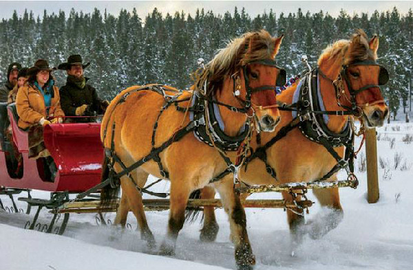 Horse Drawn Sleigh Paws Up